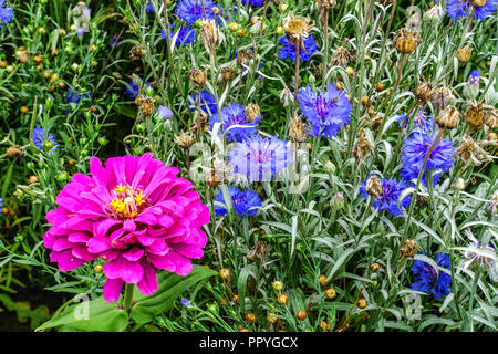 Fiordaliso, Centaurea cyanus nel letto di fiori blu annuale, zinnia Flower Garden, Growing, Mix, Flower Bed Foto Stock