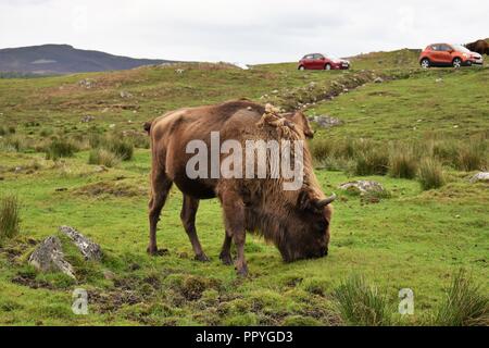 Il bisonte europeo, la Highland Wildlife Park, Kingussie, Highland, Scozia Foto Stock