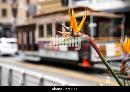 Blooming Strelitzia fiore per le strade della città di San Francisco, California, Stati Uniti d'America Foto Stock