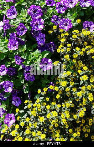 Nelle petunie Petunia cielo notturno, Melampodium paludosum Foto Stock