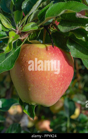 Grandi mele braeburn il rip su apple tree close up Foto Stock