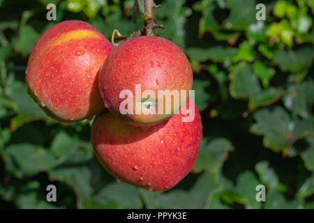 Grandi mele braeburn il rip su apple tree close up Foto Stock