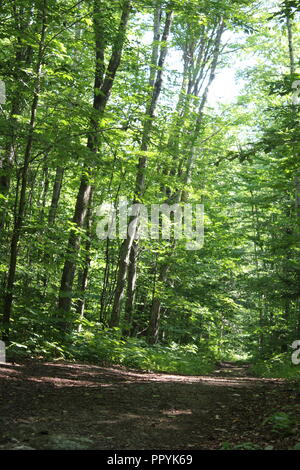 Percorso attraverso un sun pezzata legno su una giornata di primavera Foto Stock