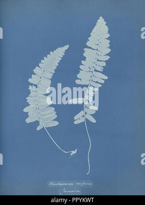 Trichomanes crispum, Giamaica; Anna Atkins, britannico, 1799 - 1871, Inghilterra; 1853; Cyanotype; 25,4 × 19,4 cm 10 × 7 5,8 A Foto Stock