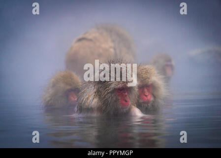 Le scimmie godendo l'onsen in corrispondenza di Jigokudani Monkey Park - Prefettura di Nagano Foto Stock