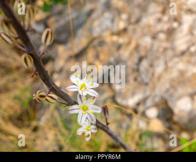 Close up di piccoli fiori selvatici di estate asfodelo pianta crescente sul sentiero di montagna, Axarquia, Andalusia, Spagna Foto Stock