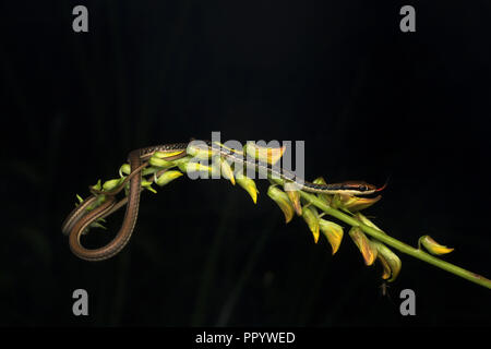 Piccolo Dipinto Bronzeback Snake, Dendralaphis pictus appoggiata su di un piccolo ramo. Foto Stock