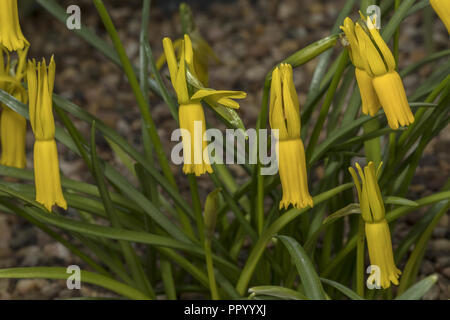 Ciclamino a fiore daffodil, Narcissus cyclamineus nella coltivazione. Iberian endemica. Foto Stock