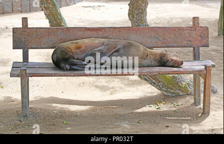 Sea Lion di dormire sulla panca in legno sulla spiaggia Foto Stock