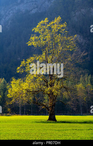 Elm Tree sul prato in autunno Foto Stock