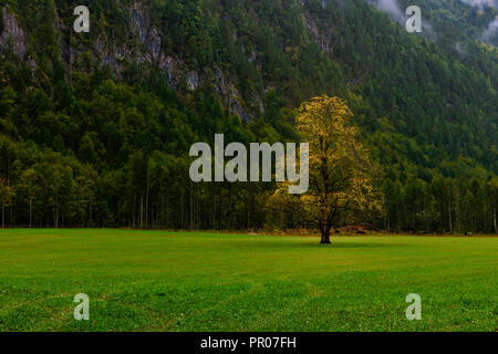 Elm Tree sul prato in autunno Foto Stock