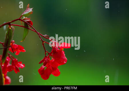 Red impatiens fiore su sfondo verde sotto la pioggia, isolato Foto Stock