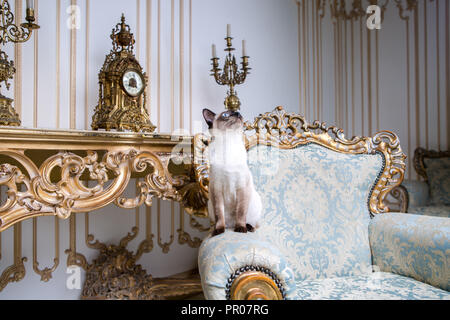 Splendida razza rara di gatto Mekongsky Bobtail femmina cat pet senza coda siede interno dell architettura europea sul retro vintage chic royal poltrona Foto Stock