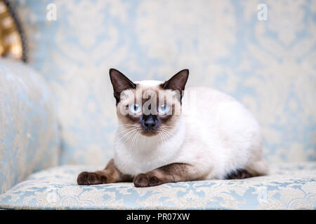 Splendida razza rara di gatto Mekongsky Bobtail femmina cat pet senza coda siede interno dell architettura europea sul retro vintage chic royal poltrona Foto Stock