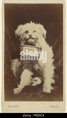 Scarti ricevuto piccolo cane bianco tenendo un cestello nella sua bocca; S. Hollyer, British, attivo 1860 - 1870S, circa 1865; albume d'uovo Foto Stock