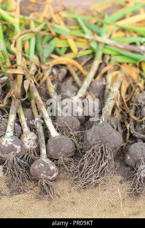 Appena raccolto aglio fresco. Aglio appena raccolta nel giardino. Pila di aglio maturi dopo lo scavo fino Foto Stock