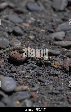 Lizard sulle rocce Foto Stock