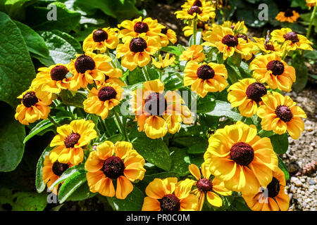 Gloriosa Daisy, Rudbeckia hirta Toto Gold Foto Stock
