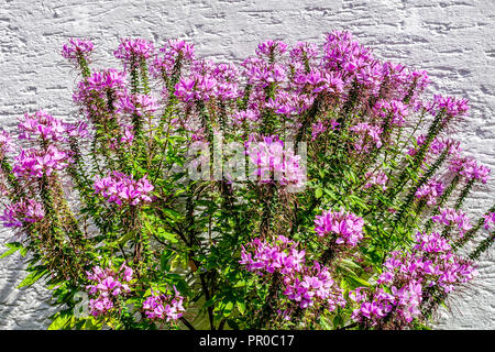 Fiore di ragno, Cleome hassleriana Senorita Rosalita Foto Stock