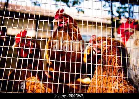 tre polli marroni che guardano nella stessa direzione tenuti prigionieri dietro la rete metallica, Foto Stock