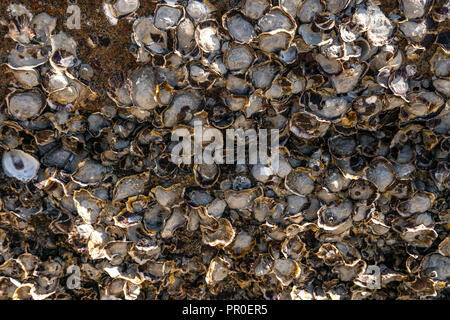 Guscio di ostrica carcassa bloccato sulle rocce sullo sfondo Foto Stock