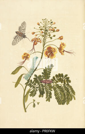 Peacock flower, Caesalpinia pulcherrima, e metamorfosi del tabacco hawk moth, Manduca sexta, Maria Sybilla Meriaen Over de Foto Stock