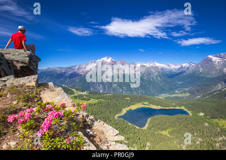 Lago Palu e il Monte Disgrazia visto dal di sopra con rododendri in fiore, Valmalenco, Valtellina, Lombardia, Italia, Europa Foto Stock