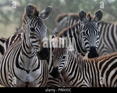 Le pianure zebre (Equus quagga) sotto la pioggia, Seronera, Serengeti National Park, Tanzania, Africa orientale, Africa Foto Stock