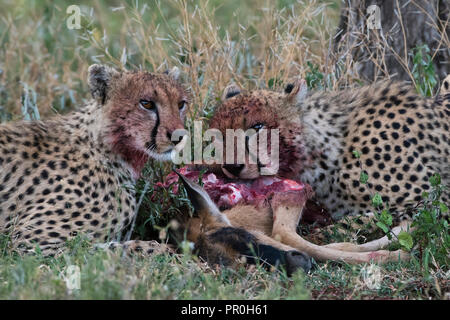 Ghepardi (Acinonyx jubatus) alimentazione su un gnu polpaccio (Connochaetes taurinus), Ndutu, Ngorongoro Conservation Area, Serengeti, Tanzania Foto Stock