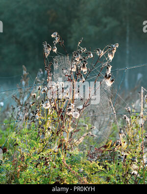 Spider Web nella foschia mattutina sulla campagna Foto Stock