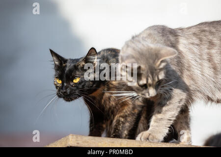 Due gatti in erba su sfondo sfocato al mattino Foto Stock