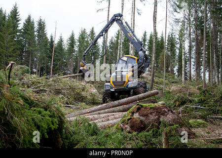 Trincia forestale Silvicoltura,veicolo lavora nella foresta con clearcutting una zona Foto Stock