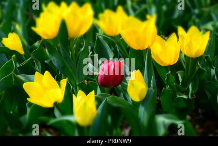 Uno lonely red tulip, in un campo tra i tulipani gialli. Red tulip su uno sfondo di tulipani gialli. Unico red tulip che è stata accidentalmente piantati fra Foto Stock