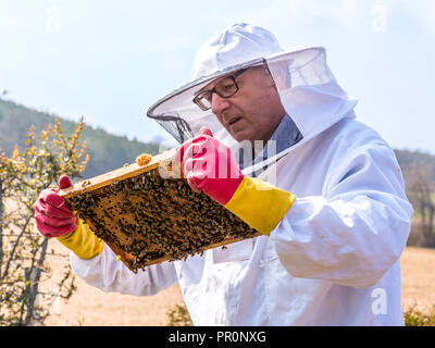 L'apicoltore contiene una cella di miele con api nelle sue mani. L'apicoltura. Apiario Foto Stock