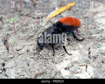 Velvet Ant, un membro della famiglia di vespe Mutillidae, sfrega contro la sua testa sul terreno sabbioso. Il Corpus Christi, Texas USA. Foto Stock