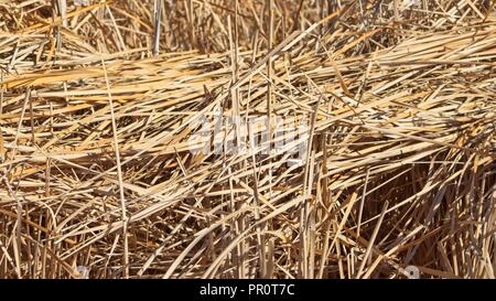 Asciugare tife e canne, in attesa di rinnovo della molla. Foto Stock