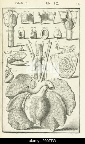 Lib. IX., Tabula I, Lib. IX. Adriani Spigelii Bruxellensis equitis D. Marci, olim in Patavino gymnasio anatomiae et chirurgiae Foto Stock