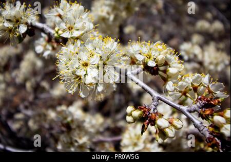 Wild fiori di susina lungo il sentiero nel Canyon di Waterton, Colorado Foto Stock