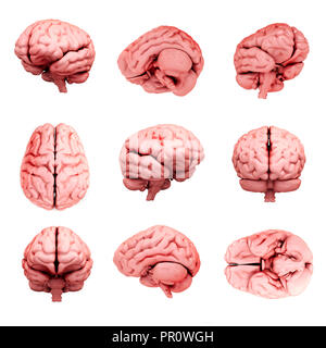 3d cervello su sfondo bianco Foto Stock