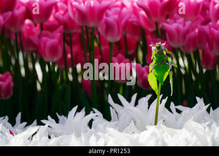 Rosa e Bianco tulipani in un parco pubblico con morti ortica Foto Stock