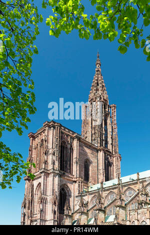 La cattedrale di Strasburgo Notre Dame, Sito Patrimonio Mondiale dell'UNESCO, Strasburgo, Alsazia, Francia, Europa Foto Stock