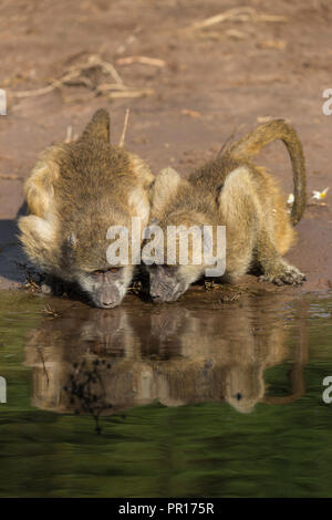 I babbuini Chacma (Papio ursinus griseipes) bere, Chobe National Park, Botswana, Africa Foto Stock