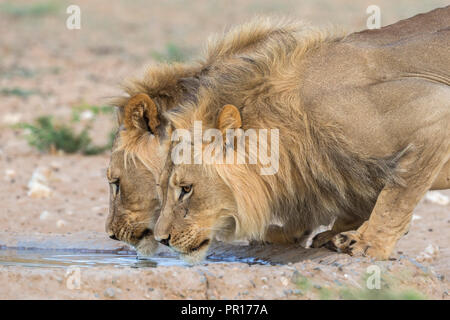 Lion (Panthera leo) maschi di bere, Kgalagadi Parco transfrontaliero, Sud Africa e Africa Foto Stock