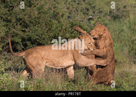 I Lions (Panthera leo) playfighting, Zimanga Riserva Privata, KwaZulu-Natal, Sud Africa e Africa Foto Stock