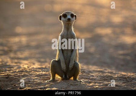 Meerkat (Suricata suricatta), Kgalagadi Parco transfrontaliero, Sud Africa e Africa Foto Stock