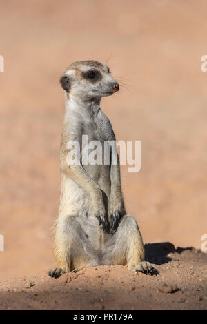 Meerkat (Suricata suricatta), Kgalagadi Parco transfrontaliero, Sud Africa e Africa Foto Stock