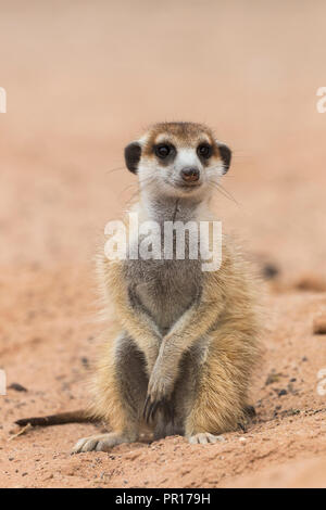 Meerkat (Suricata suricatta), Kgalagadi Parco transfrontaliero, Sud Africa e Africa Foto Stock