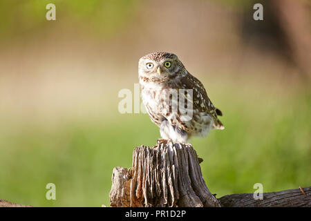 Piccolo gufo, Athene noctua fotografata al Les gibbone Piccolo gufo fotografia nascondere, East Yorkshire. Foto Stock