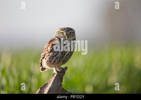 Piccolo gufo, Athene noctua fotografata al Les gibbone Piccolo gufo fotografia nascondere, East Yorkshire. Foto Stock