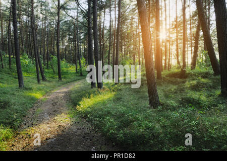 Percorso attraverso la conifera sempreverde foresta di pini di sunrise. Con Pino silvestre o di pino silvestre Pinus sylvestris alberi che crescono in Pomerania, Polonia. Foto Stock